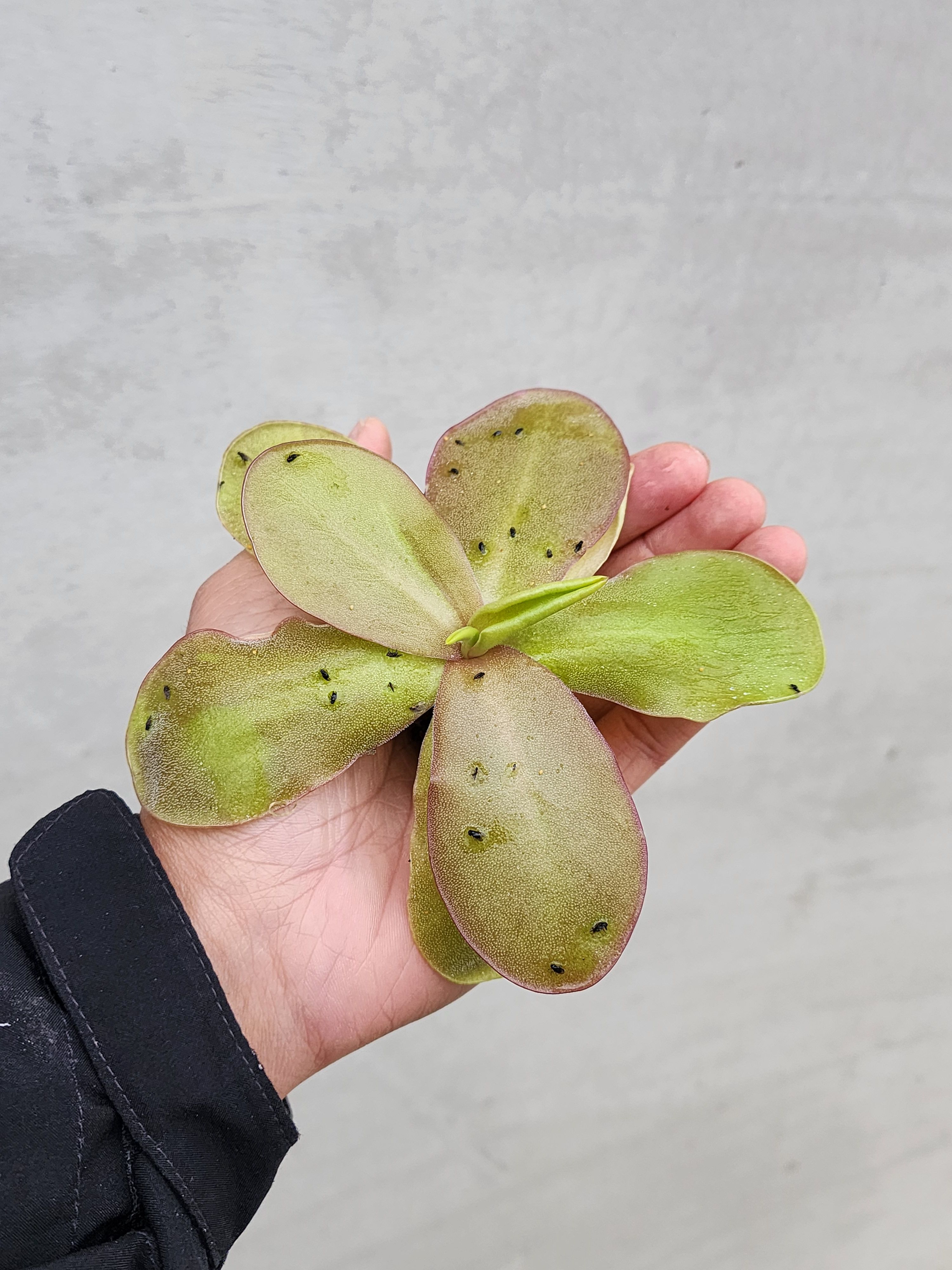 【異草堂】𝑷𝒊𝒏𝒈𝒖𝒊𝒄𝒖𝒍𝒂 ’𝑹𝒂𝒛𝒛𝒃𝒆𝒓𝒓𝒚 𝑩𝒍𝒐𝒏𝒅𝒆’