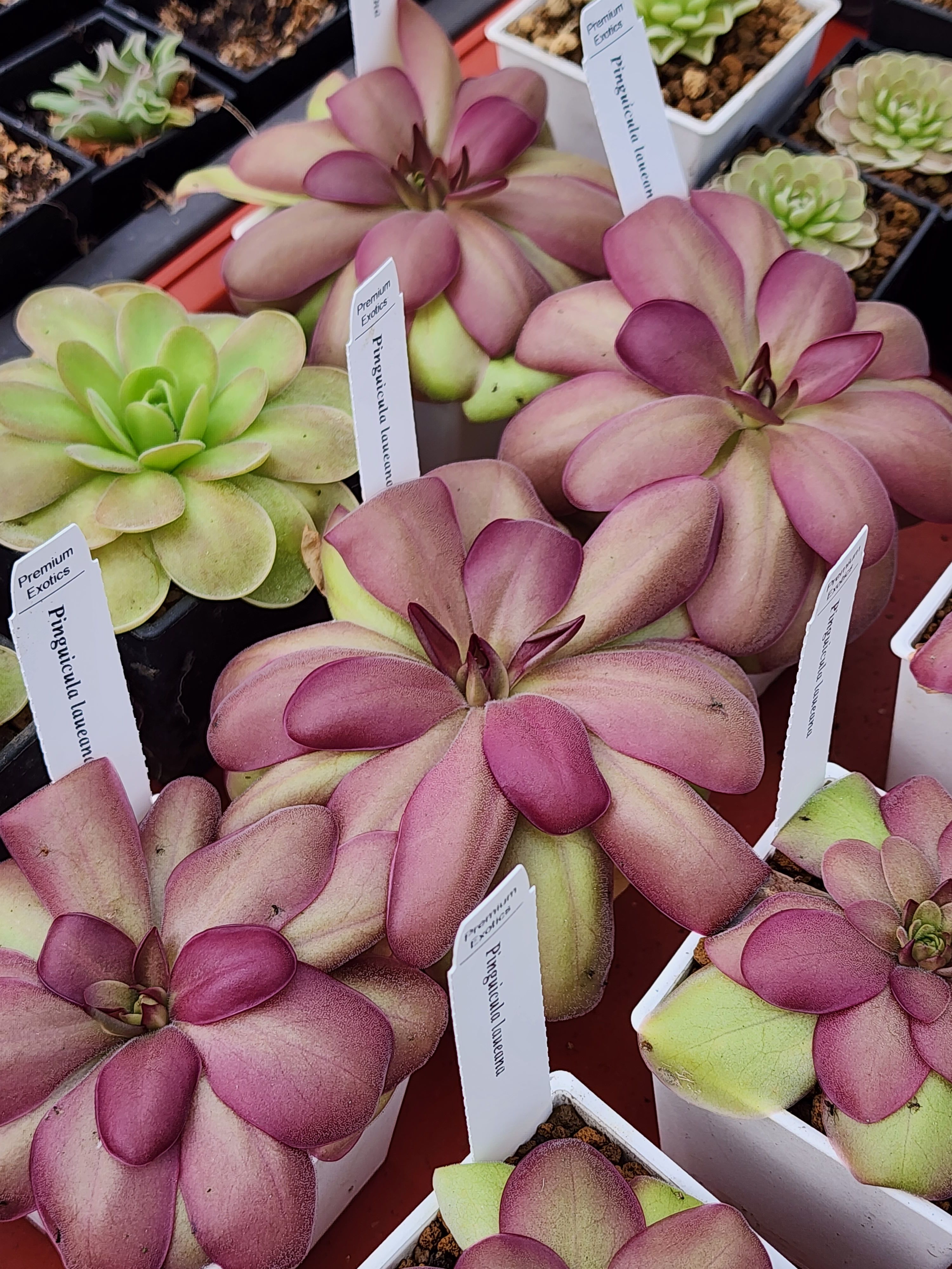 𝑷. 𝒍𝒂𝒖𝒆𝒂𝒏𝒂 ’𝑪𝒓𝒊𝒎𝒔𝒐𝒏 𝑹𝒆𝒅 𝑭𝒍𝒐𝒘𝒆𝒓’