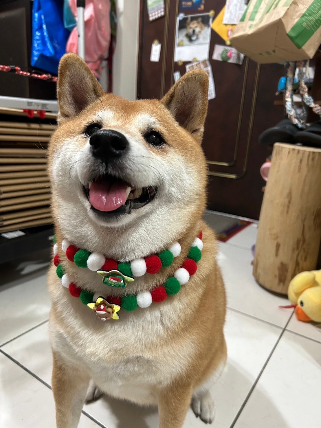 寵物聖誕🎄綁帶式項圈飾品