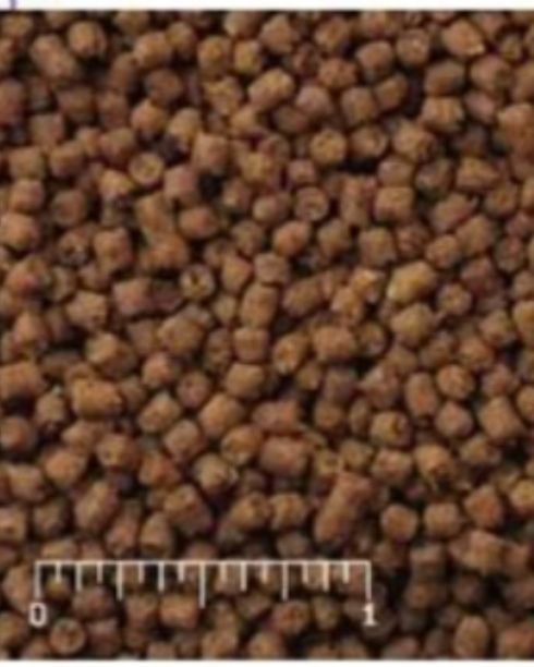 杜比亞，紅蟑，蟋蟀專用高蛋白營養飼料
