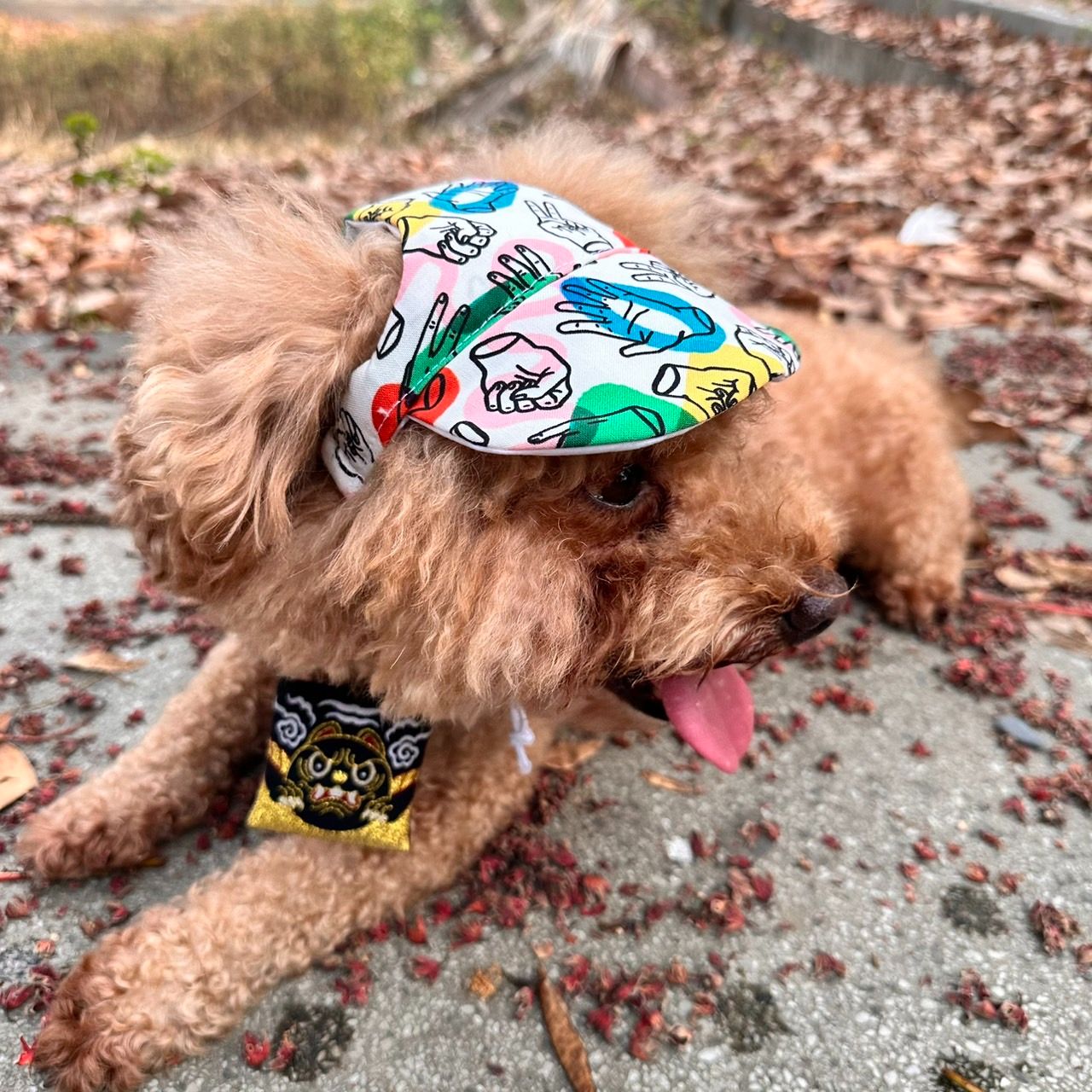 寵物防曬遮陽帽