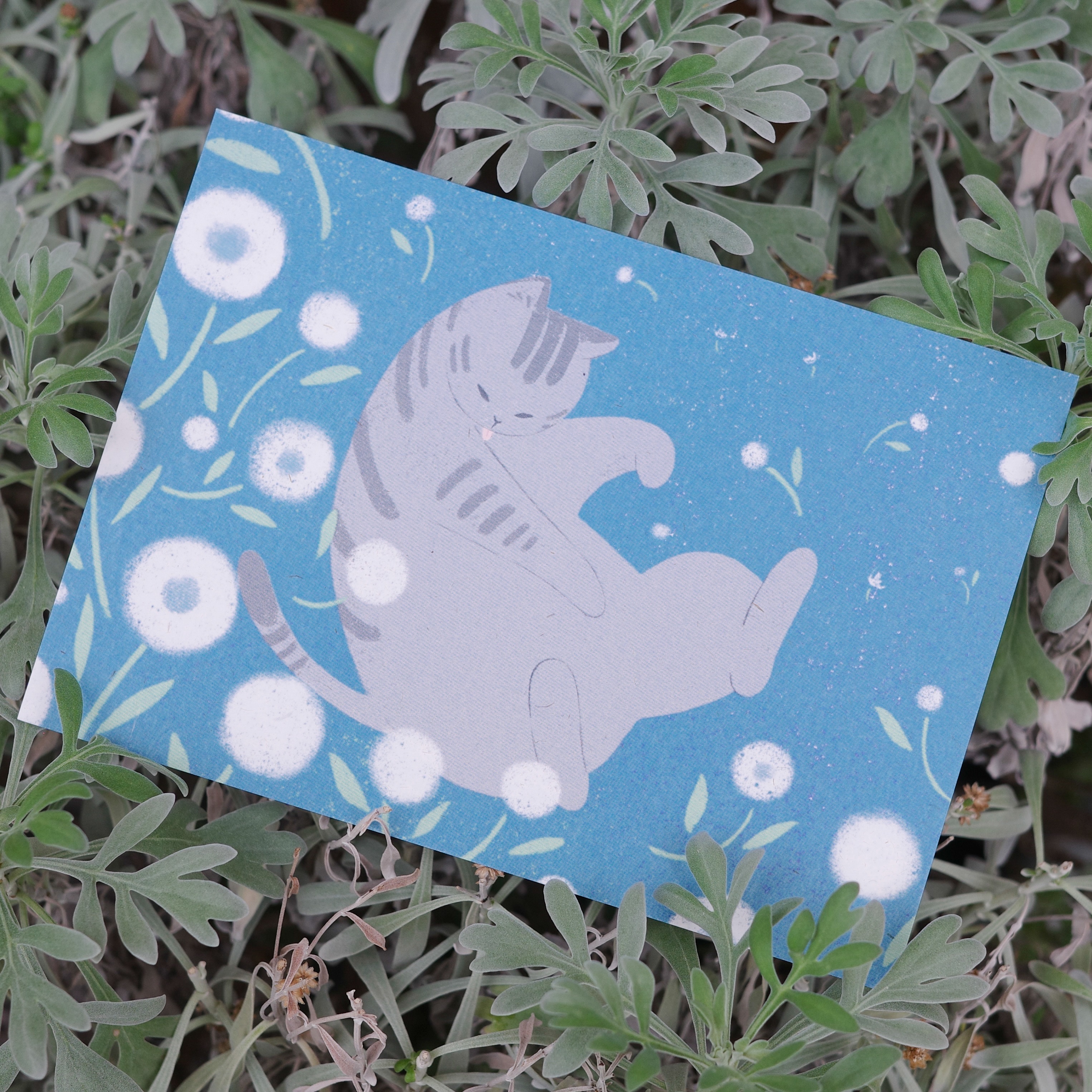 花草與貓 明信片-蒲公英