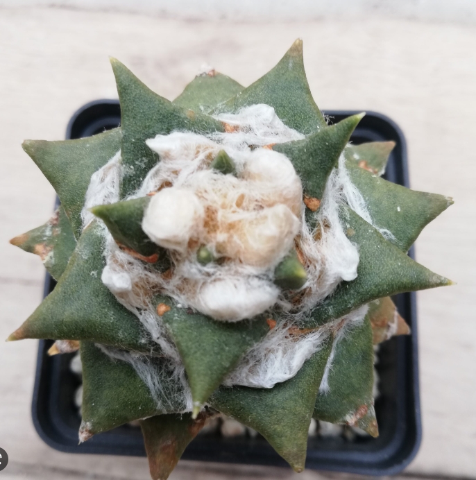 ARIOCARPUS furfuraceus花牡丹