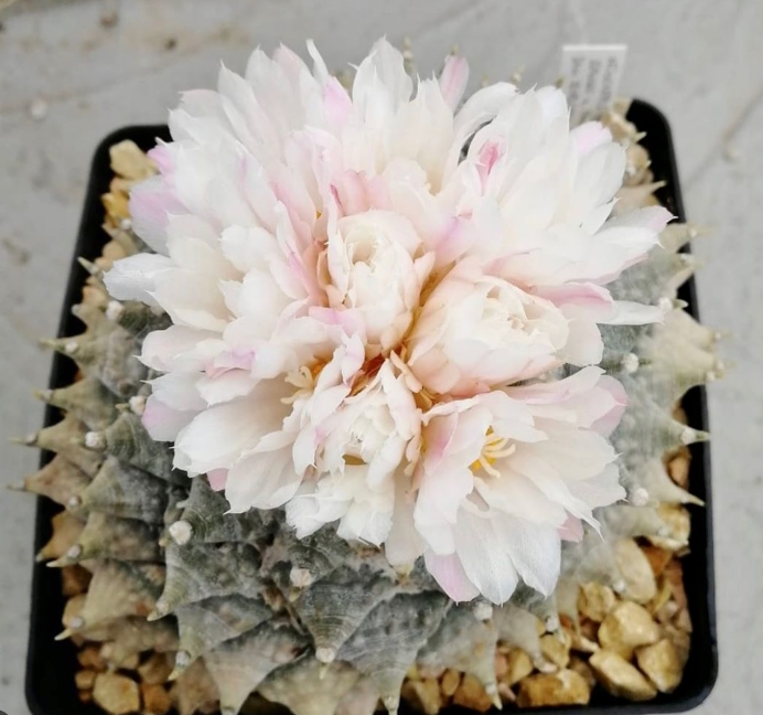 ARIOCARPUS furfuraceus v rostratus銳葉花牡丹