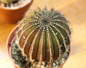 Uebelmannia pectinifera櫛極丸/皇冠仙人掌