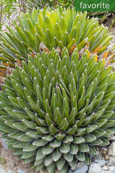 Agave victoriae-reginae ’Huasteca Canyon’巨屜之雪