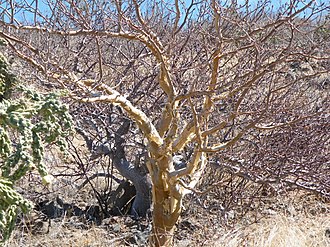 Bursera epinnata 阿皮納特裂欖