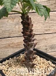 Beiselia mexicana 墨西哥角欖