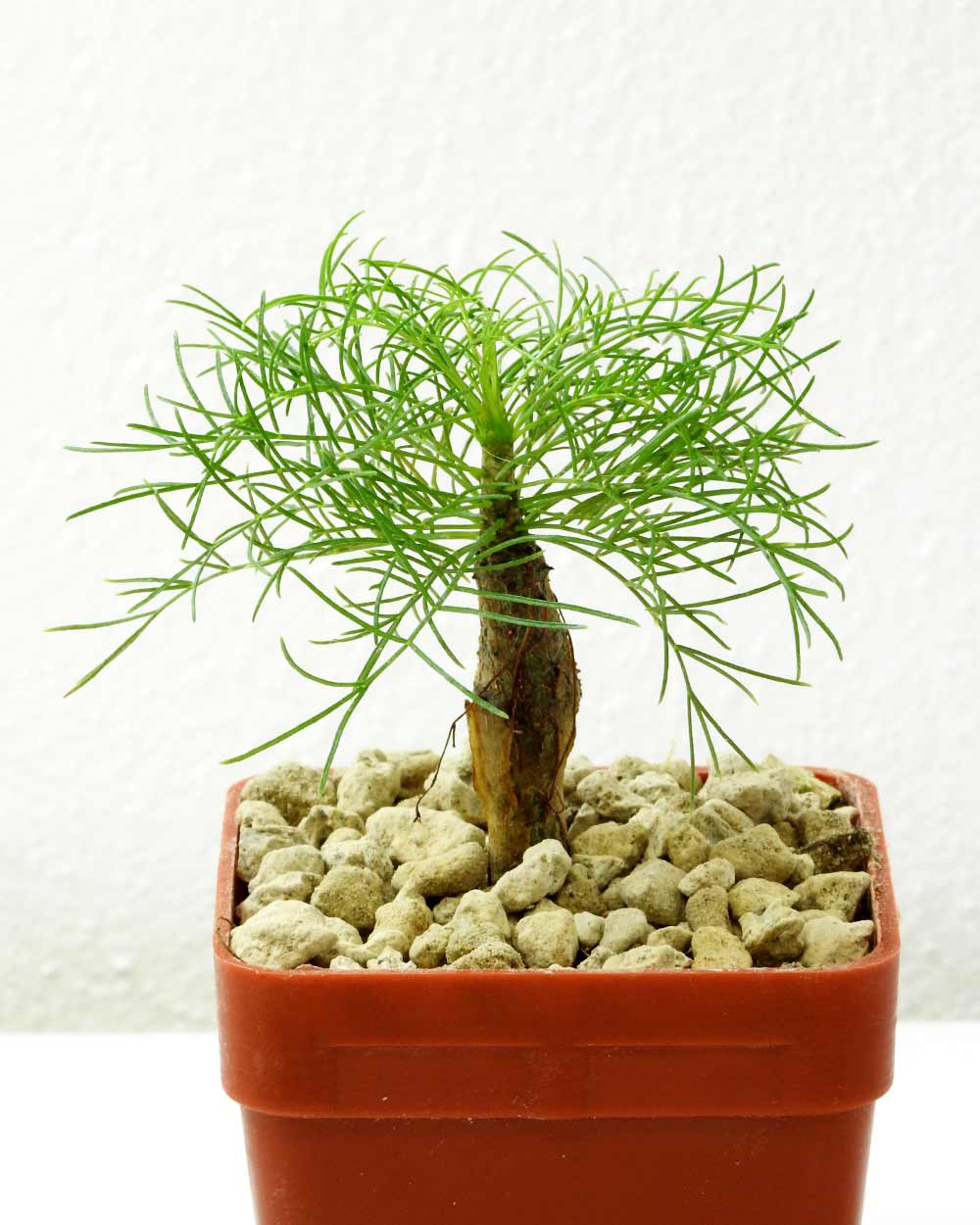 Commiphora kraeuseliana 針葉沒藥