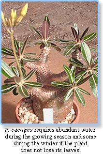 Pachypodium cactipes 常綠瓶幹