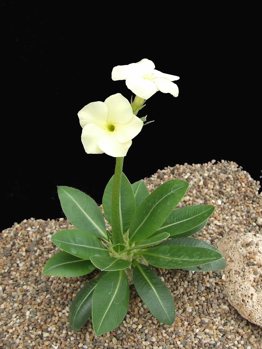 Pachypodium brevicaule subsp. Leucoxanthum 白花惠比須笑
