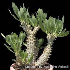 Pachypodium densiflorum 席巴女王之玉櫛
