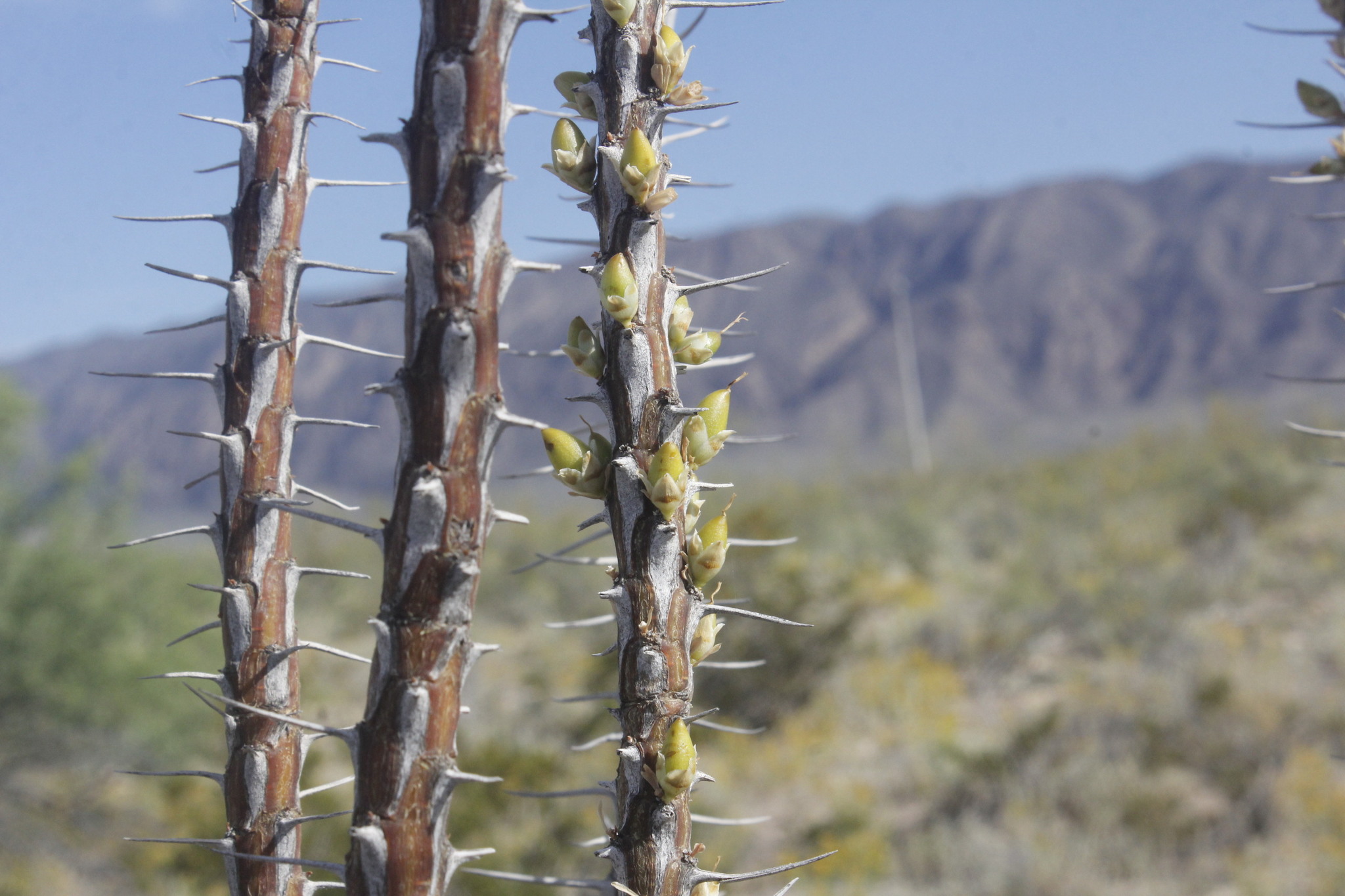 Fouquieria shrevei 石膏福桂樹