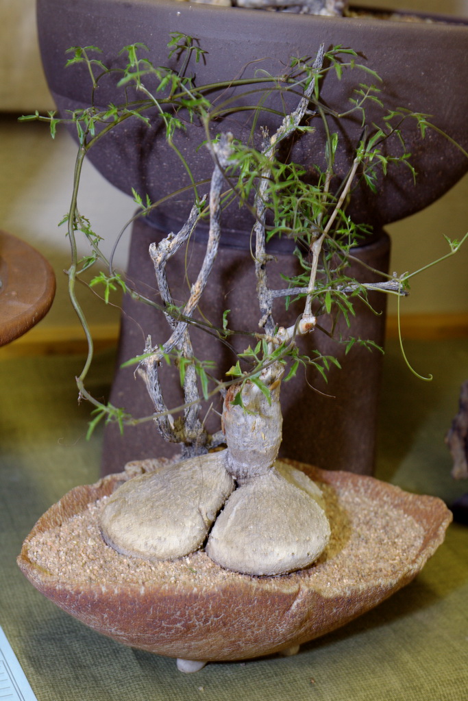 Cyphostemma montagnacii 蒙氏葡萄甕