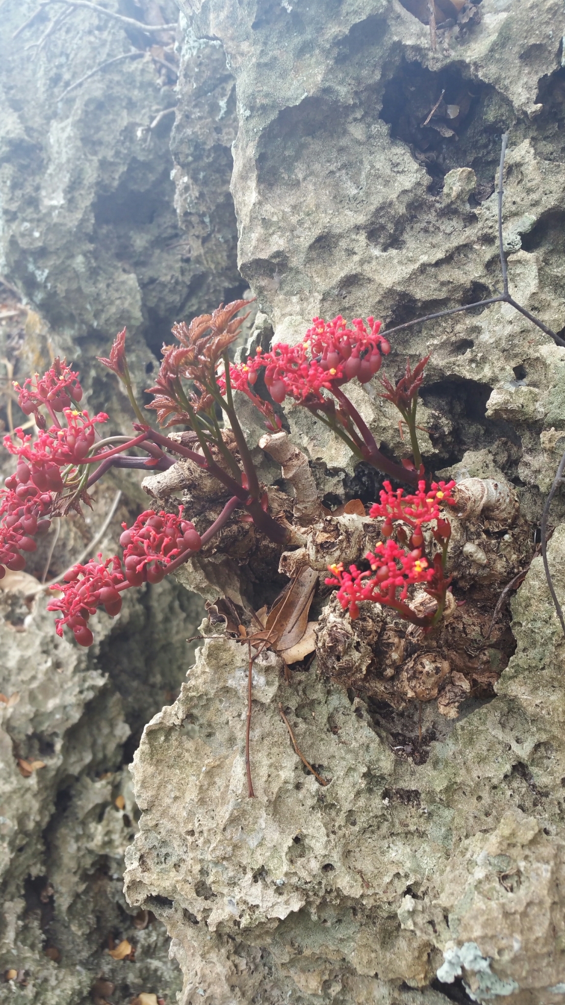 Cyphostemma rutilans 岩生葡萄甕