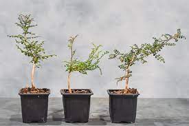 Operculicarya decaryi 列加氏漆樹