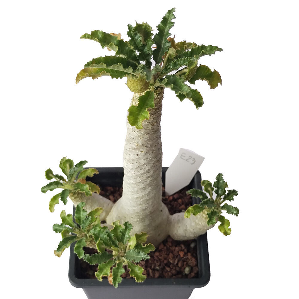 Dorstenia lavrani拉弗雷尼琉桑（椰子琉桑）