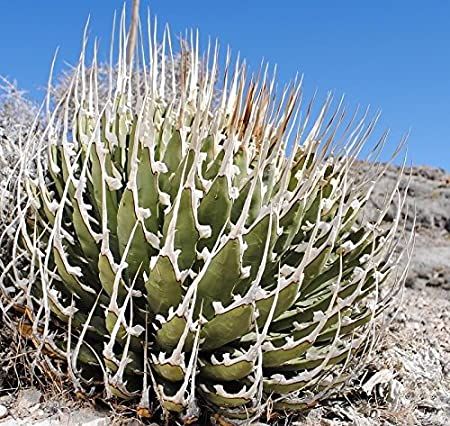 長白刺曲刺妖炎種子Agave utahensis var. eborispina