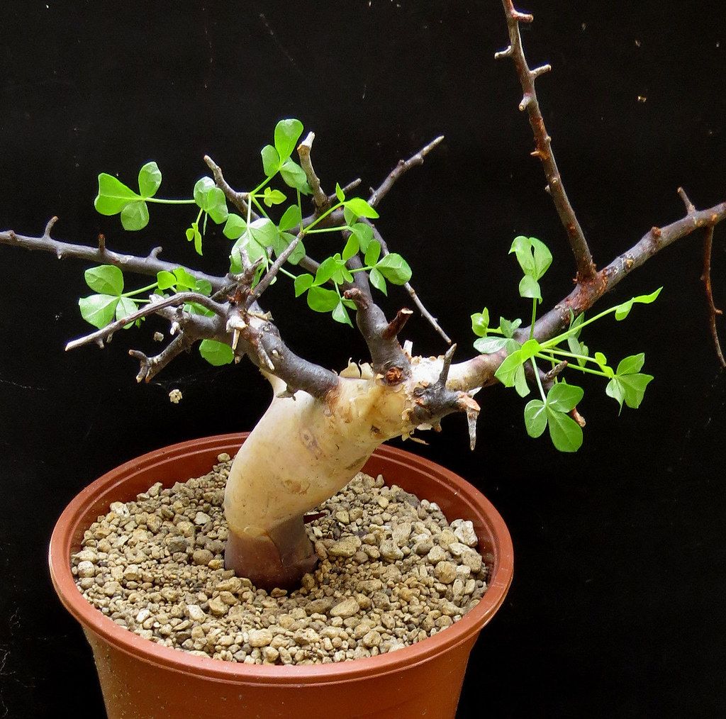 正白皮沒藥Commiphora kataf種子