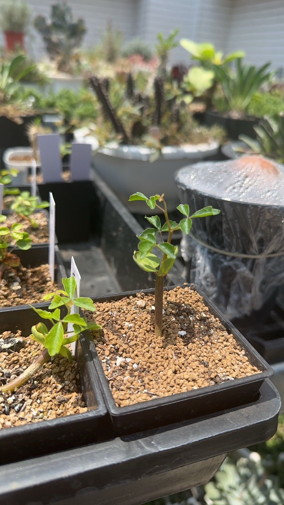 commiphora sinuate 波折沒藥種子