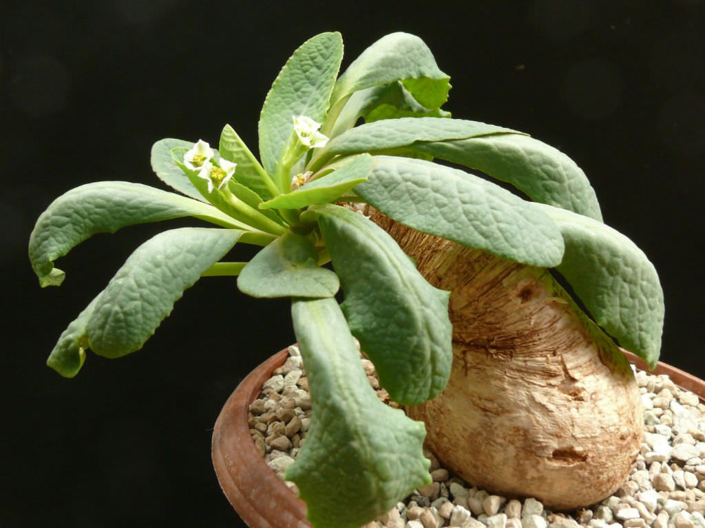 Euphorbia primulifolia 櫻花大戟