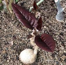 Euphorbia nadiae 馬島紅葉大戟