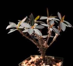 Euphorbia ambarivatoensis 大戟