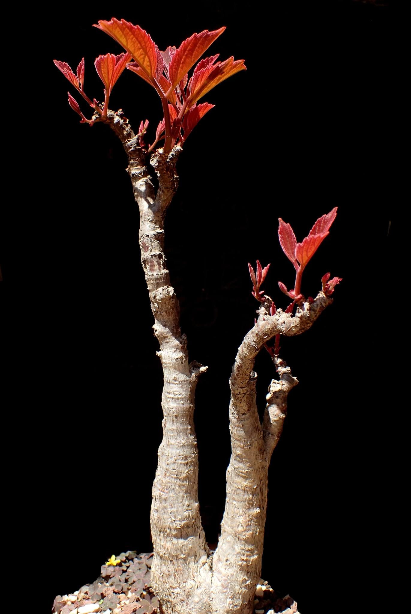 cyphostemma calcarium 石灰葡萄甕