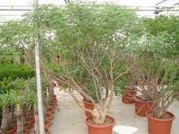 Delonix pumila 普米拉鳳凰木