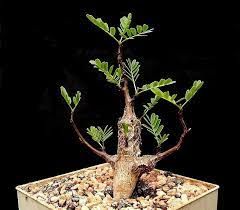 Delonix decaryi迪氏鳳凰木