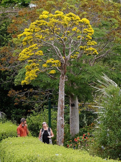 Delonix floribunda鳳凰龍捲木