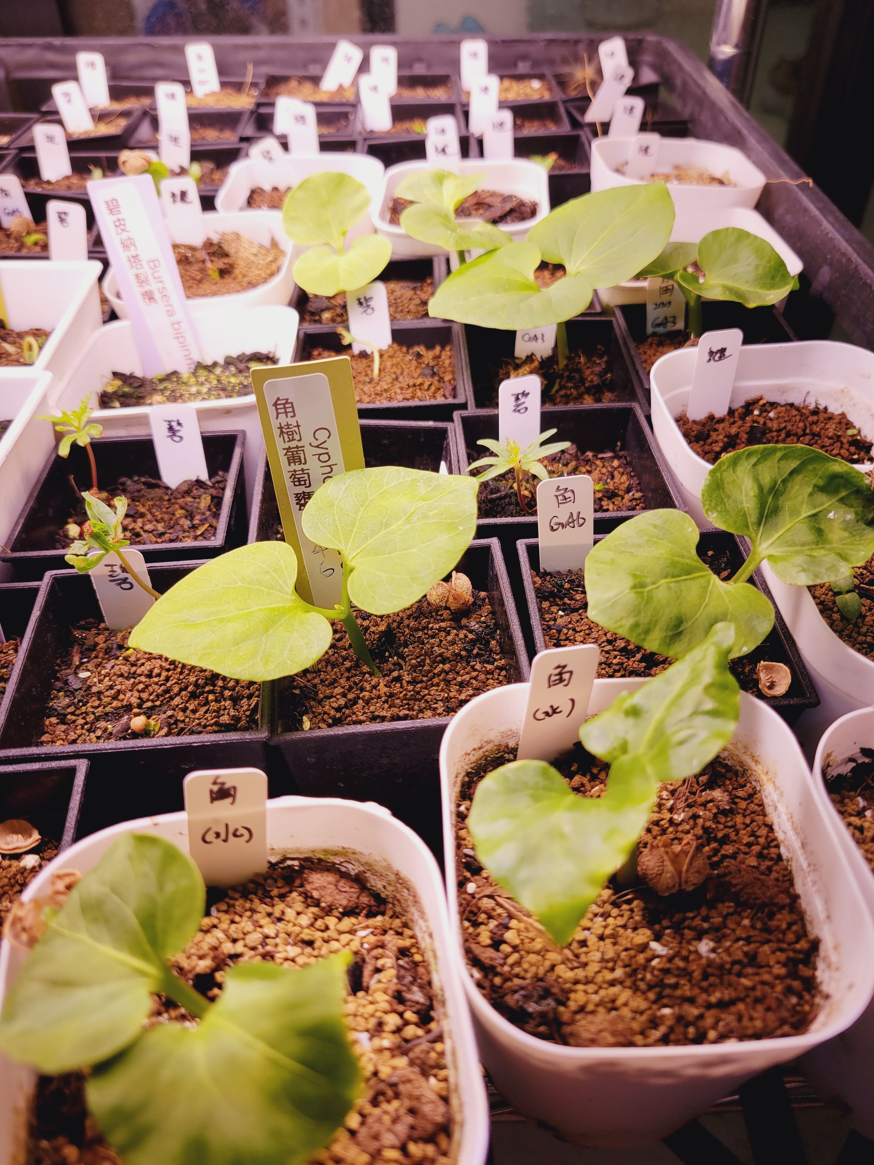 角樹葡萄甕Cyphostemma cornigera