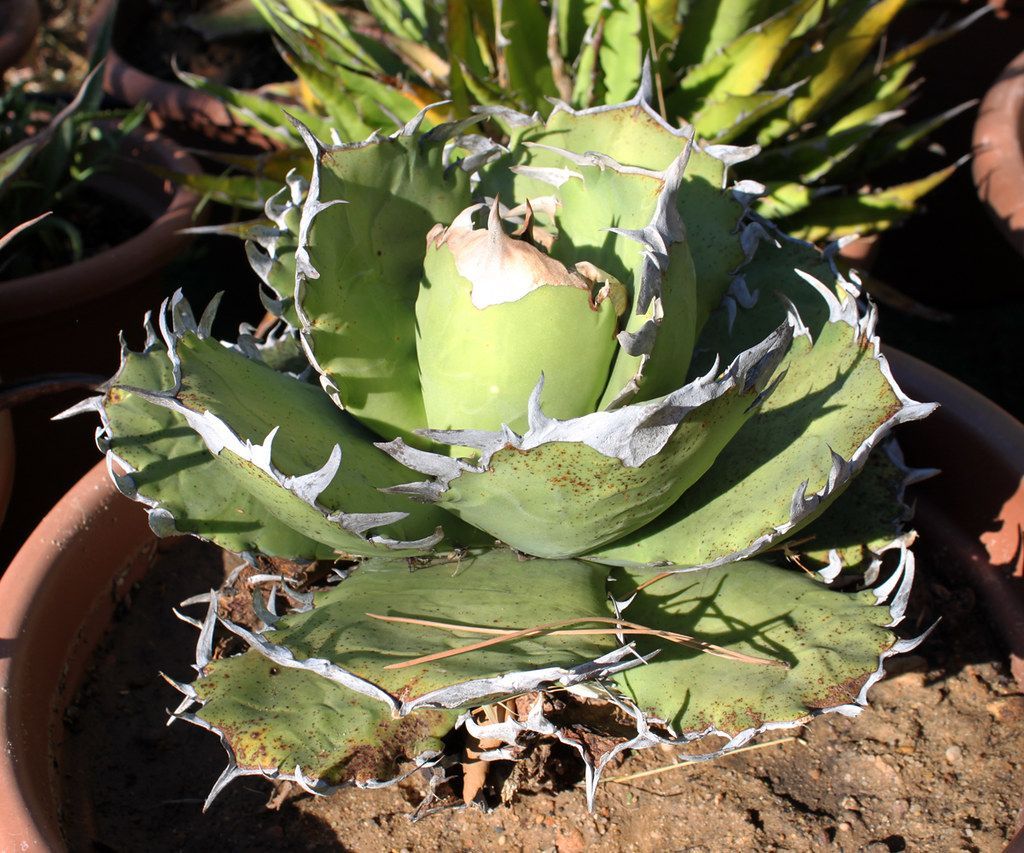 綠皮嚴龍Agave oteroi種子
