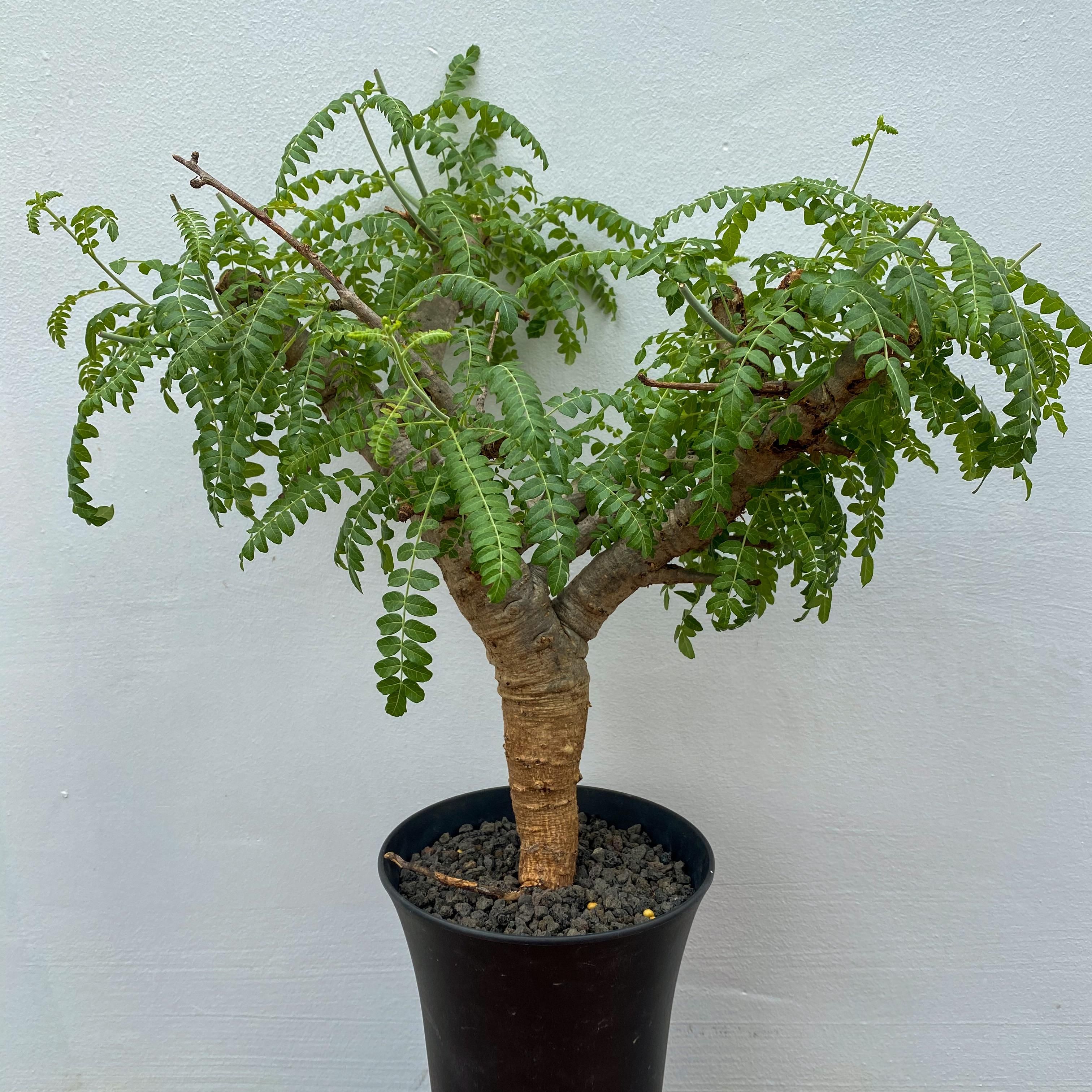 Boswellia neglecta尼哥乳香