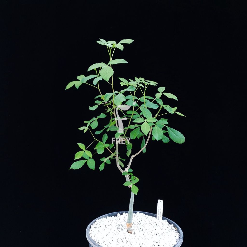 藍白皮沒藥Commiphora holtziana種子
