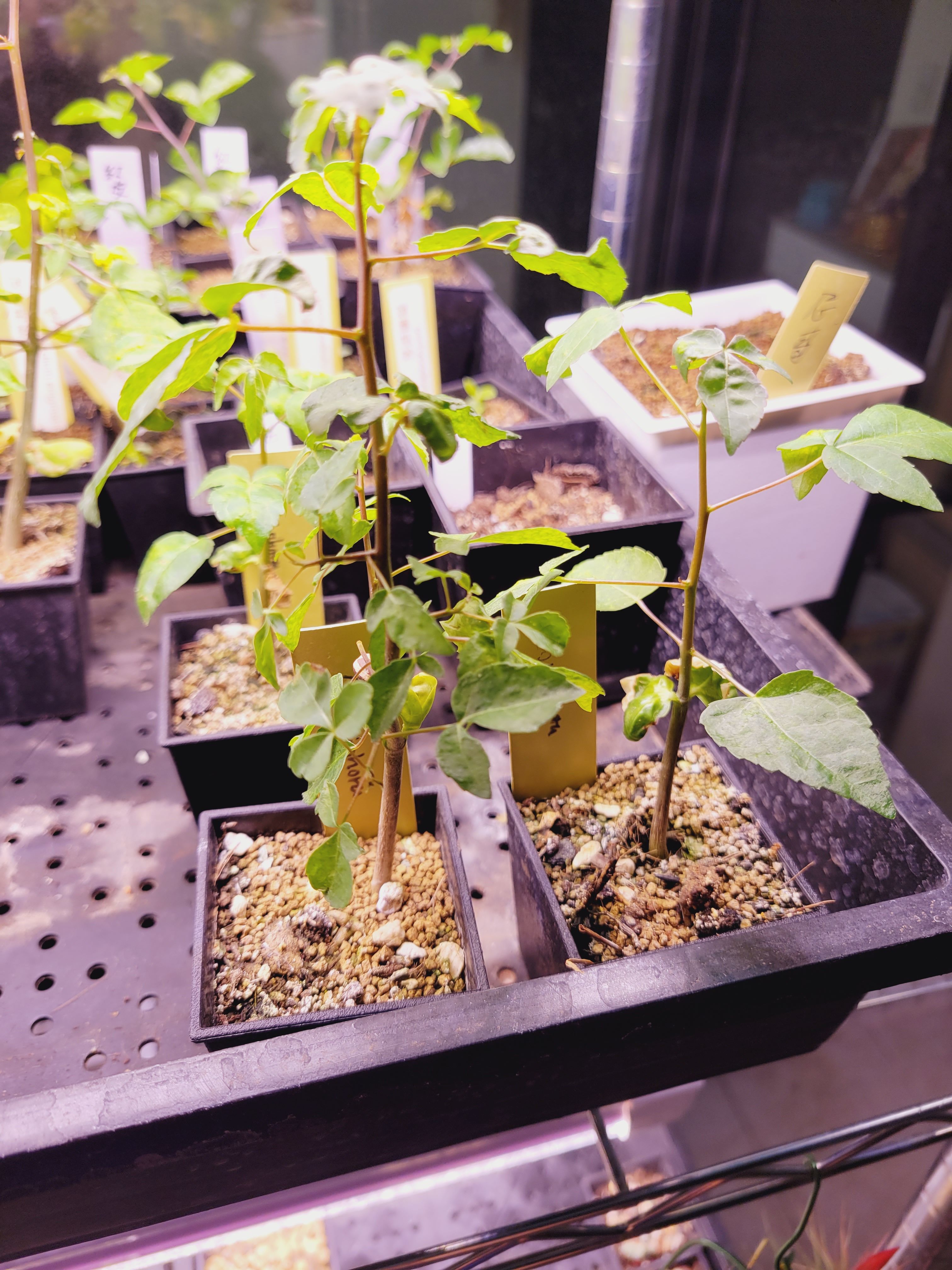 特色沒藥Commiphora sp. ’Vitengen’