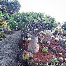 安博棒槌Pachypodium ambongense