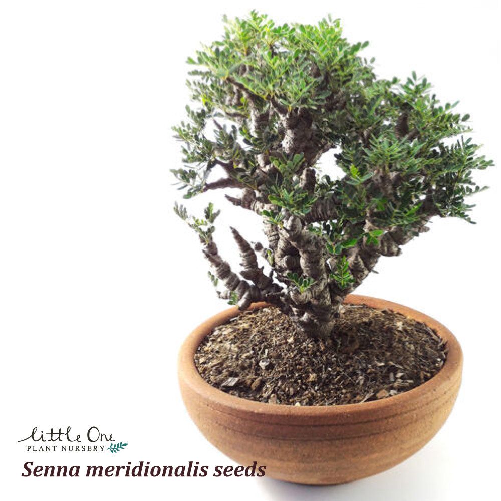 沙漠蘇木Senna Meridionalis