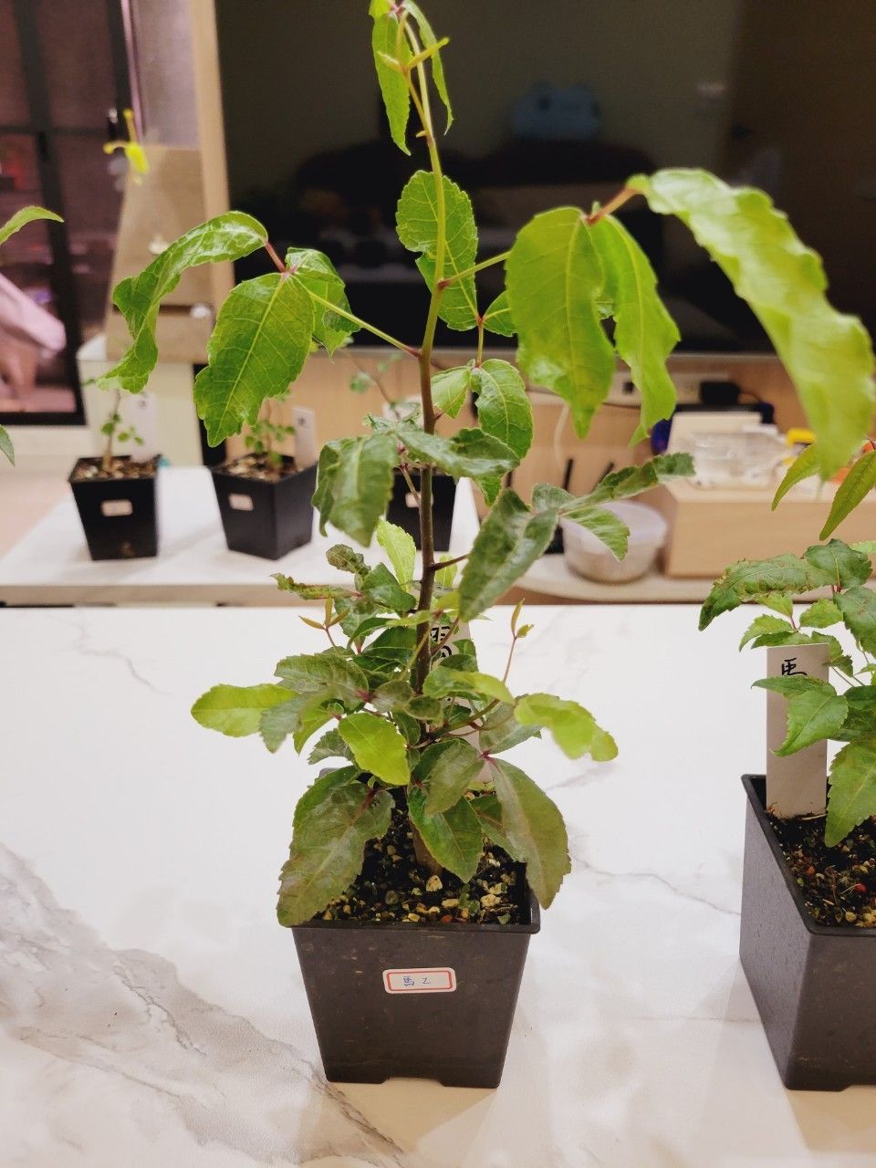 馬尚迪沒藥Commiphora marchandii