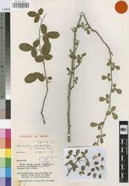 短萼沒藥Commiphora brevicalix
