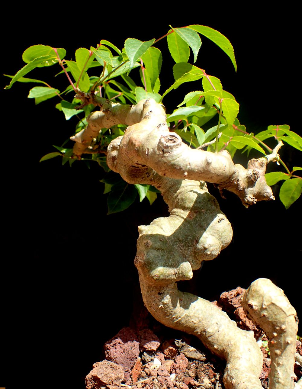 卡普羅尼沒藥Commiphora capuronii