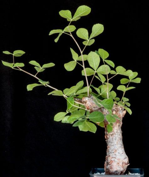Commiphora Orbicularis紅皮/奧比克沒藥