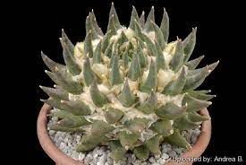 龍牙牡丹  ARIOCARPUS trigonus