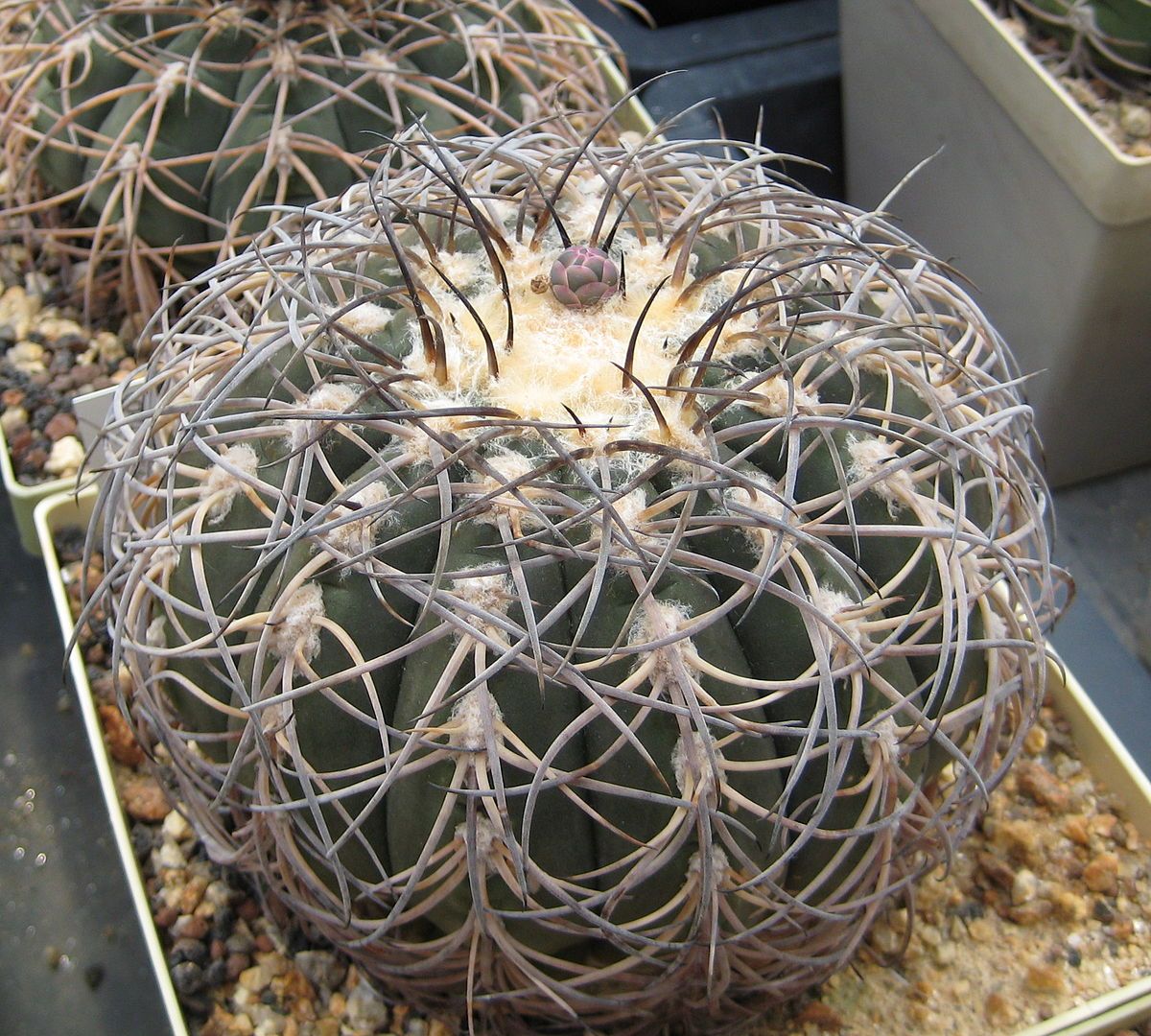 貓爪天平 GYMNOCALYCIUM spegazzinii