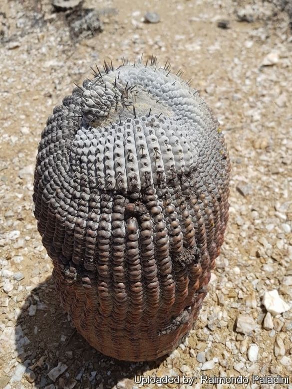 孤龍丸  COPIAPOA columnaalba