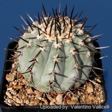 黑王丸 COPIAPOA cinerea