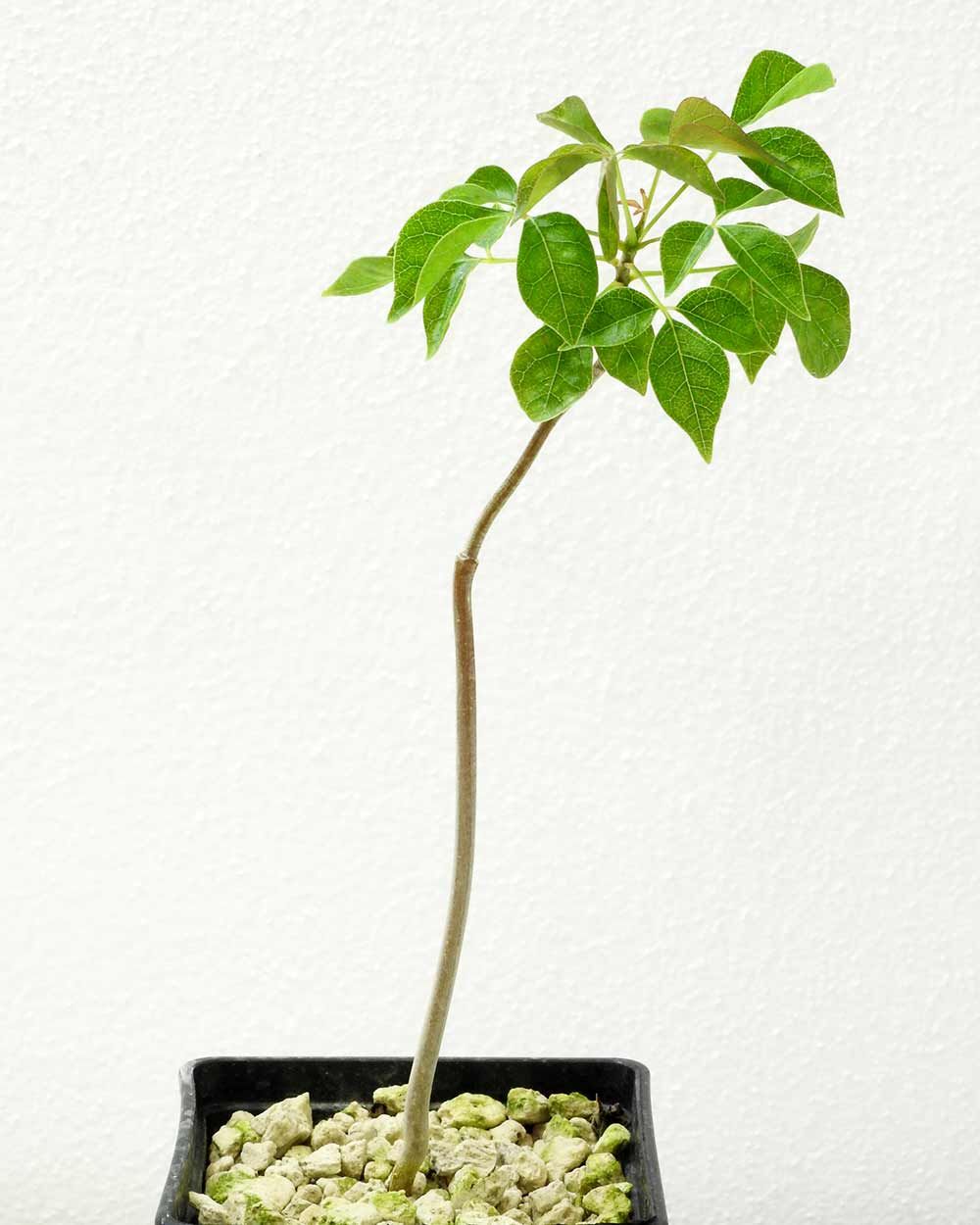 彩葉沒藥Commiphora multijuga