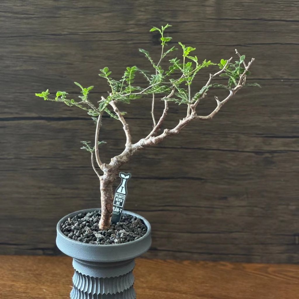 羽葉沒藥Commiphora monstruosa