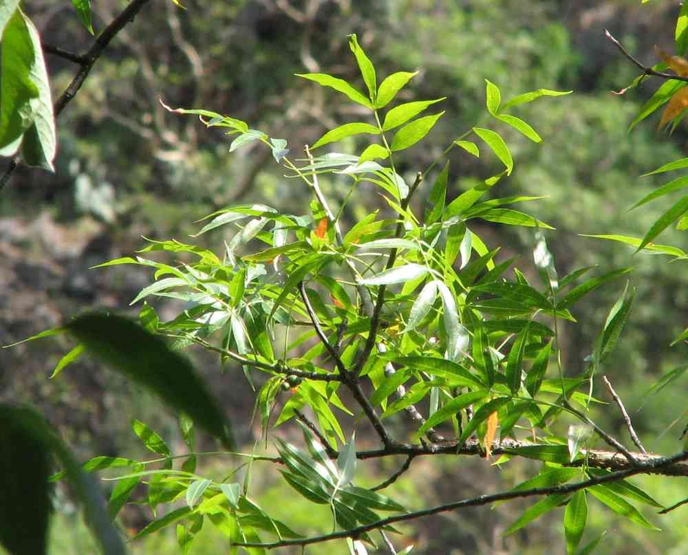 茅葉裂欖bursera lancifolia