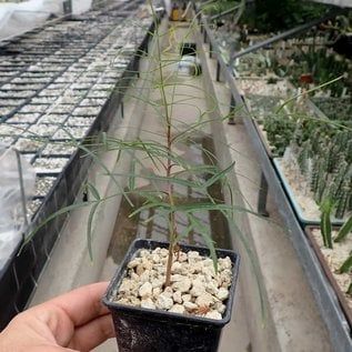 細葉裂欖 bursera Paradoxa